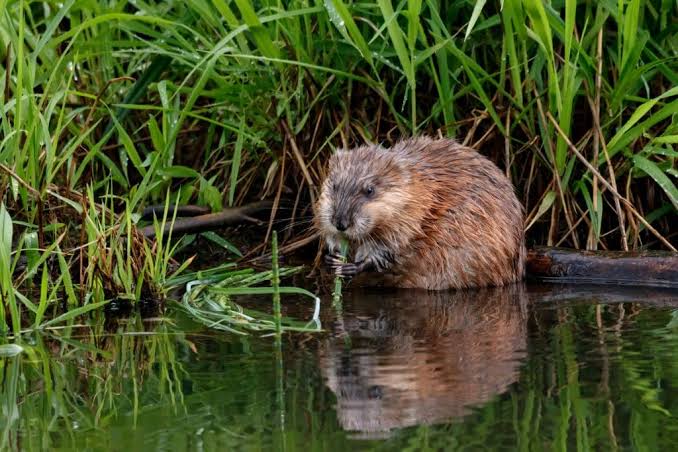 Muskrat Control & Removal in Overland Park, KS