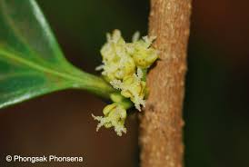 Image result for Chaetocarpus