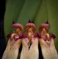 Image result for Habenaria afra