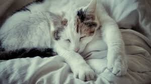 Nettoyer L Urine De Chat Sur Les Textiles Urine De Chat Vetement Pour Chat Chat