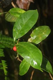 Image result for Allophylus abyssinicus