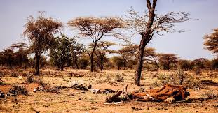 Maybe you would like to learn more about one of these? What Are The Effects Of Global Warming