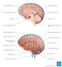 Blood vessels are referred to collectively as the vascular system and, together with the heart, make up the circulatory system or cardiovascular system. Veins Of The Brain Anatomy And Clinical Notes Kenhub