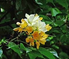 Image result for Crateva