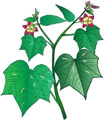 Image result for Pterygota mildbraedii