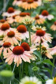 Pin On Green Garden Plants