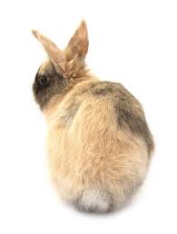 Rabbits are herbivores and grazers, and need to have a constant supply of grass or grass hay to chew. 10 Things That Will Make Your Rabbit Disapprove Rabbit Small Pets Fluffy Bunny
