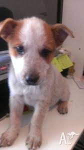 Favorite this post jun 13. Red Cattle Dog Pups For Sale For Sale In Barringun Queensland Classified Australialisted Com