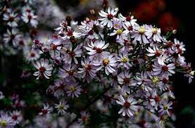 Aster Cordifolius Wood S Blue Cerca Con Google Shade Garden Plants Flower Garden