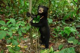 Sun Bear Rescue Conservation Rehabilitation Education Research | BSBCC