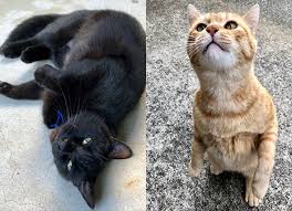 What You Need To Know About Fho Surgery In Dogs And Cats Cats Tabby Cat Orange Tabby Cats
