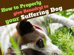 How much benadryl can you give a dog? How To Properly Give Benadryl To Your Suffering Dog