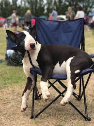 Black And White English Bull Terrier Puppy Such A Beautiful Black And White Bully Wow Bull Terrier English Bull Terriers Miniature Bull Terrier