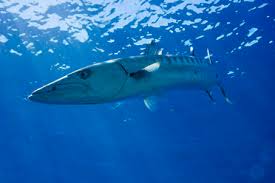 Die konkave felge für individualisten. Oceania Palau Great Barracuda Sphyraena Barracuda Stockphoto