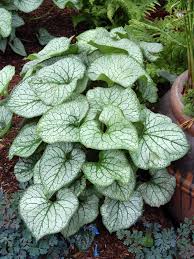 Image result for Brunnera `Jack Frost`