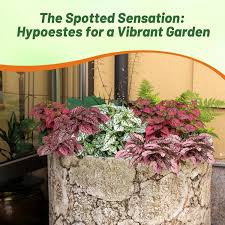 Image result for Hypoestes