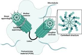 Image result for Centrostigma