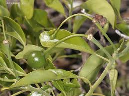 Image result for Capparis fascicularis