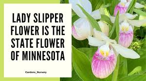 Search for flowers with us. Lady Slipper Flower Is The Best State Flower Of Minnesota
