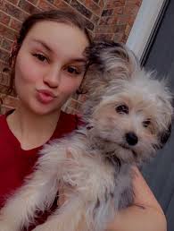 Lost dog in Alpena, Michigan area