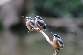 Synchronized Kingfisher Babies By Mubi A Kingfisher Animals Colorful Birds