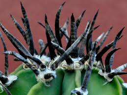 Image result for Biophytum crassipes