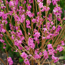 Image result for Daphne mezereum