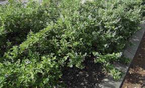 Image result for Vitex trifolia
