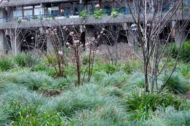 Viburnum X Bodnantense Dawn In The Woodland Area Beech Gardens At The Barbican With Luzula Nivea And Luzula Sylvat Plant Design Viburnum Nature Inspiration