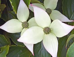 Overwatering is sure to kill a cactus! The Case For Kousa Dogwood Carolina Country