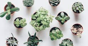 Hanging plants in your bedroom. Bedroom Plants Why It Is Important Have Plants In Your Bedroom