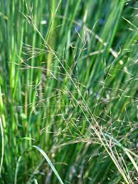 Image result for Sorghastrum stipoides