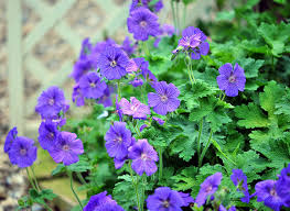 Image result for Geranium bohemicum Orhcid Blue