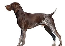 Puppies are born white with liver patches. German Shorthaired Pointer Breed Facts And Information Petcoach