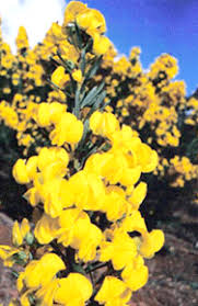 Image result for Phaeoptilum spinosum