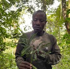 Image result for Tessmannia