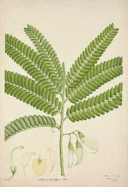 Image result for Sesbania grandiflora