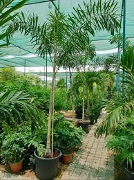 Image result for Wodyetia bifurcata