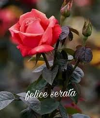 Le immagini con gli animali da augurare buona serata a tutti. Buona Serata Immagini Belle Da Condividere Immaginibuongiorno Biz