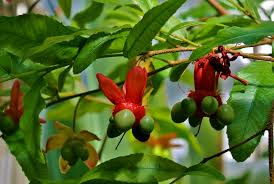Image result for Ochna atropurpurea