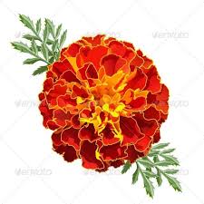 The Marigold The Name Mary S Gold Came From The Virgin Mary This Flower Is Used In Day Of The Dead Of The Dea Marigold Tattoo Marigold Flower Flower Drawing