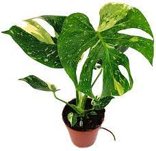 Be cool to post the progress in 1 year +. Monstera Deliciosa Thai Constellation Variegata Grun Weisses Fensterblatt Kaufen Fangblatt Karnivorenshop