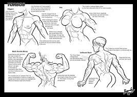 Between the biceps (located in the front), and the triceps (in the back). Pin On Art Drawing