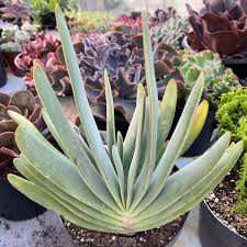 Image result for Aloe nuttii