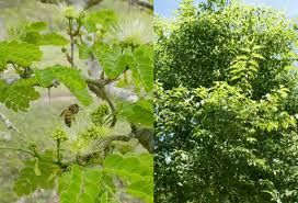 La copa oro 2021 es una realidad, tal como ha venido planificándose día a día por parte de la concacaf , organismo que regula el futbol en comienza con una fase preliminar que tendrá trece participantes. 4 Arboles Que Siembran En El Huila Para Rumia Y Sombra Contexto Ganadero Noticias Principales Sobre Ganaderia Y Agricultura En Colombia