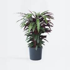 Image result for Calathea