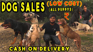 Personalized care for dogs in a separate atrium. Dogs And Puppy S On Sales All Breeds Puppy Price List Delivery Available Kennel Near Me At1000 Youtube