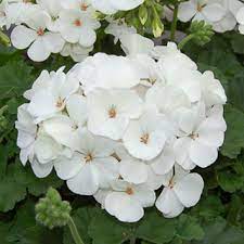 Geranium Nano White Seeds Geranium Flower Geraniums Pelargonium