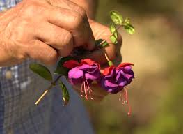Comment Bouturer Le Fuchsia Materiel Et Etapes Jardins Jardinerie Jardinage