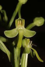 Image result for Habenaria subarmata